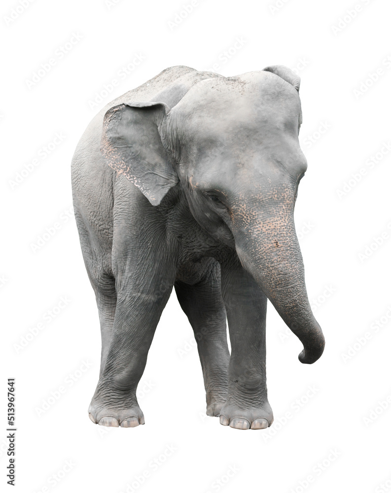 Obraz premium asia elephant isolated white background