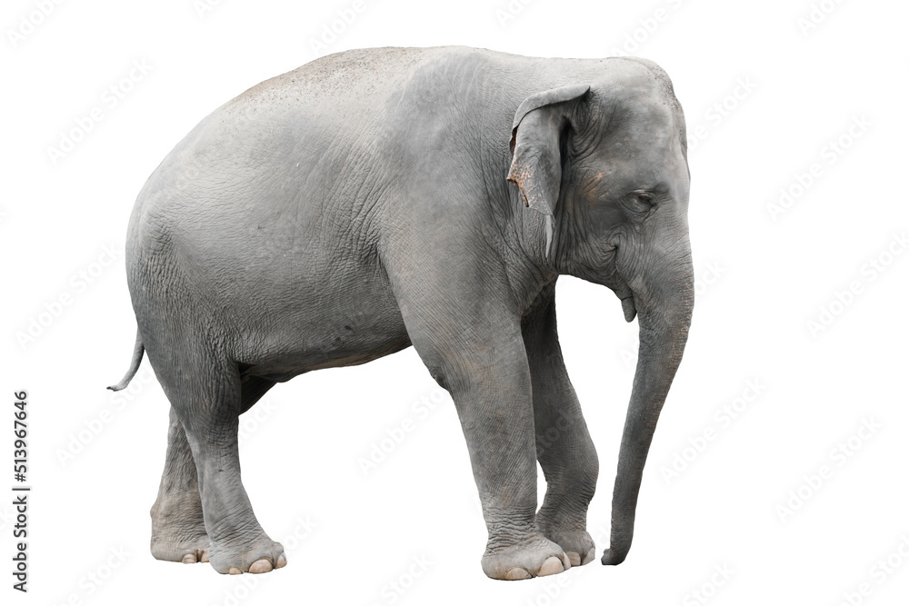 Fototapeta premium asia elephant isolated white background