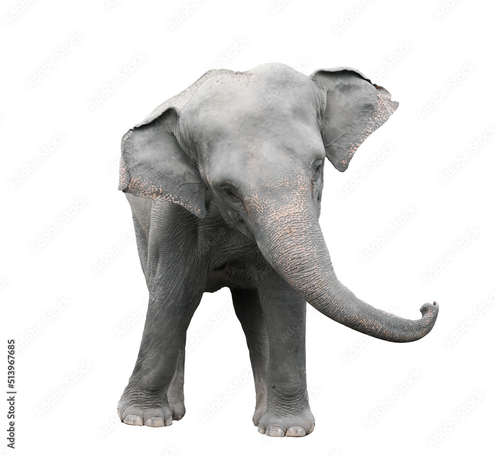 Obraz premium asia elephant isolated white background