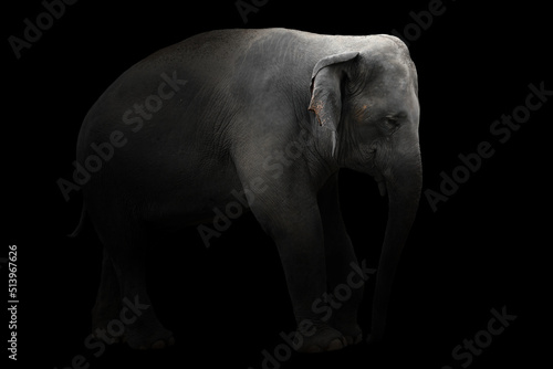 asia elephant standing in dark background