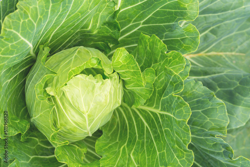 Bild auf Leinwand White cabbage grows in the garden.