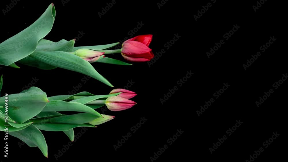 Growth, flowering and wilting of a bouquet of tulips on a black background, time lapse. Blooming Tulips flower open, time lapse, close-up. Wedding backdrop, Valentine's Day concept. Bouquet on black Growth, flowering and wilting of a bouquet of tulips on a black background, time lapse. Blooming Tulips flower open, time lapse, close-up. Wedding backdrop, Valentine's Day concept. Bouquet on black