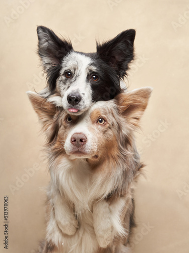 two dogs hugging. happy border collies on beige background. Love  relationship  funny 