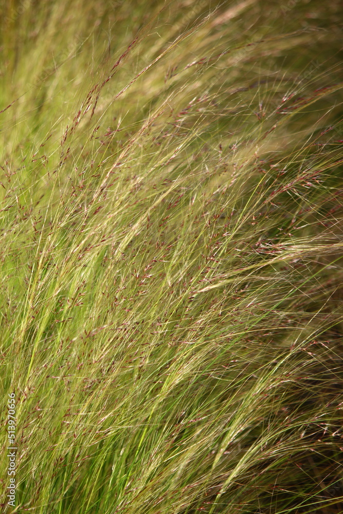 Grass plumes in the rays of the setting sun Grass plumes in the rays of the setting sun