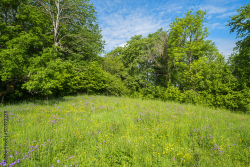 Blooming meadow by the forest edge
