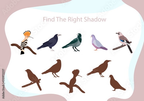 Birds collection