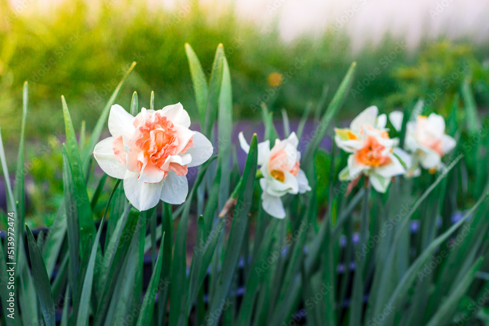 Daffodil flowers bloom in the garden in spring Daffodil flowers bloom in the garden in spring