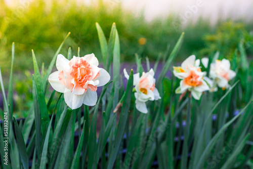 Daffodil flowers bloom in the garden in spring