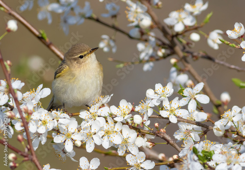 Common chiffchaff, Phylloscopus collybita. Spring. A bird sits on a branch of a blossoming fruit tree