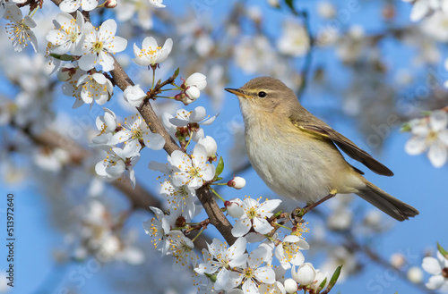 Common chiffchaff, Phylloscopus collybita. Spring. A bird sits on a branch of a blossoming fruit tree