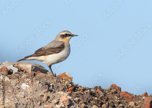 Northern wheatear, Oenanthe oenanthe. A bird sits on a rock