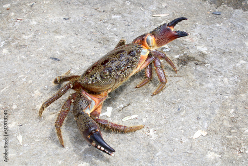 The crab on beach spread its claws for protection.