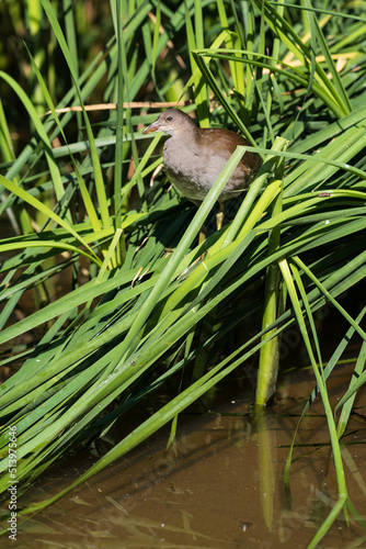 Une jeune Gallinule poule d'eau