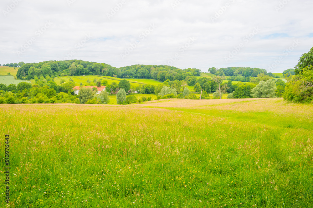 Fields and trees in a green hilly grassy landscape under a blue sky in sunlight in spring, Voeren, Limburg, Belgium, June, 2022

