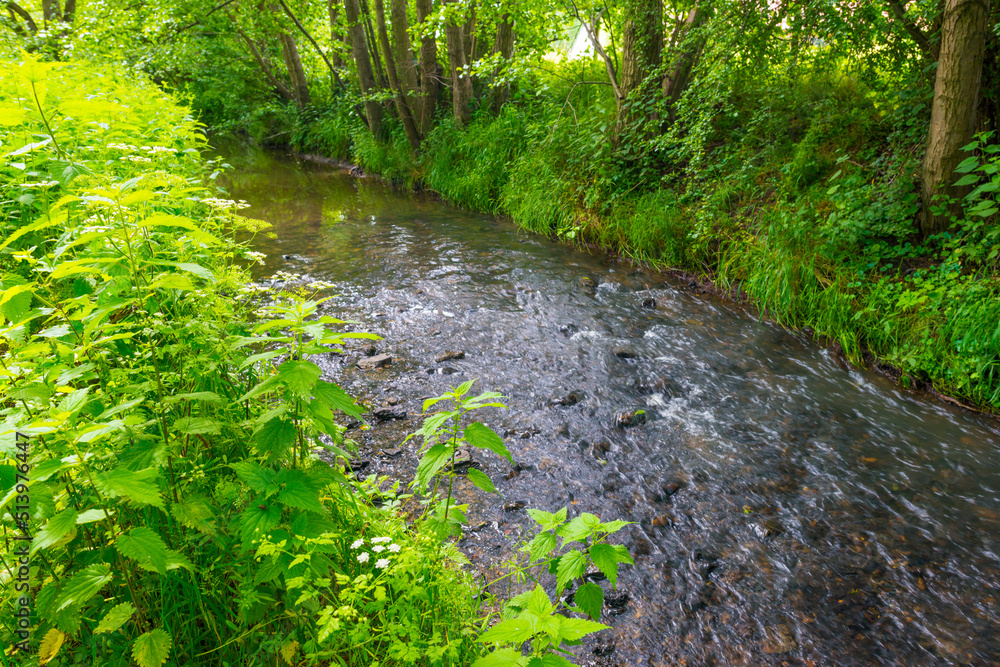 Fototapeta premium Stream in a green woodland forest in bright sunlight and shadow in springtime, Voeren, Limburg, Belgium, June, 2022