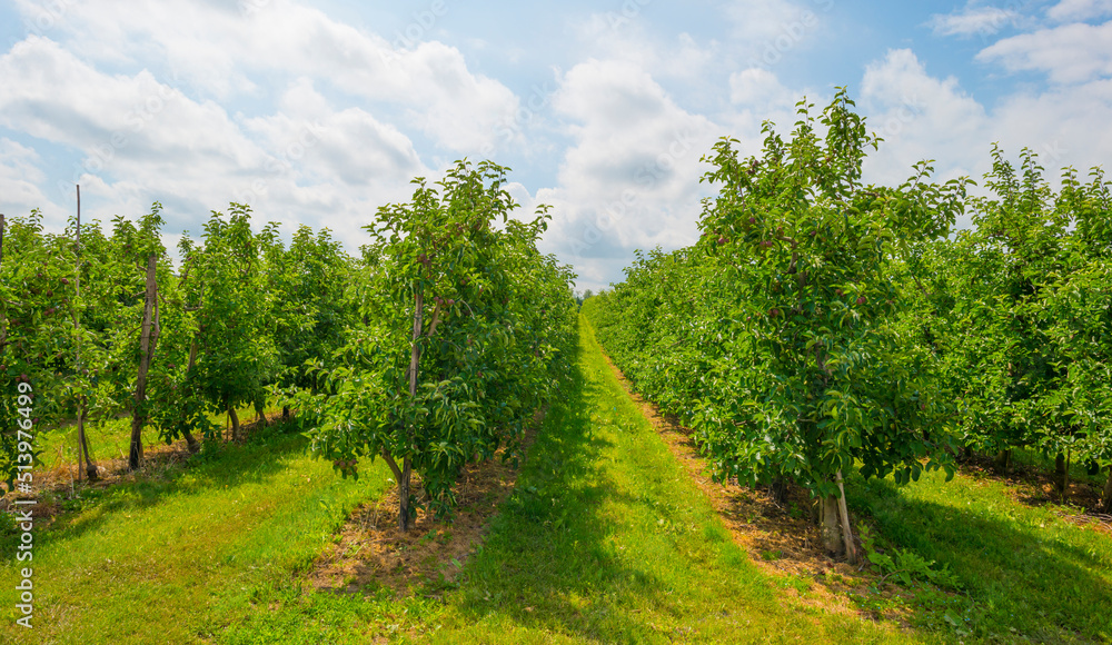 Apple trees in an orchard in a green grassy meadow in bright sunlight in springtime, Voeren, Limburg, Belgium, Voeren, Limburg, Belgium, June, 2022 Apple trees in an orchard in a green grassy meadow in bright sunlight in springtime, Voeren, Limburg, Belgium, Voeren, Limburg, Belgium, June, 2022