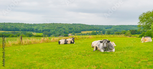 Cows in a green hilly meadow under a blue sky in sunlight in springtime, Voeren, Limburg, Belgium, June, 2022