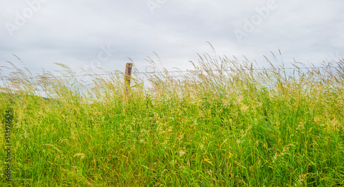 Fototapeta Naklejka Na Ścianę i Meble -  Fields and trees in a green hilly grassy landscape under a blue sky in sunlight in spring, Voeren, Limburg, Belgium, June, 2022
