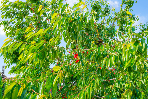Sour cherries in an orchard in a green grassy meadow in bright sunlight in springtime, Voeren, Limburg, Belgium, Voeren, Limburg, Belgium, June, 2022