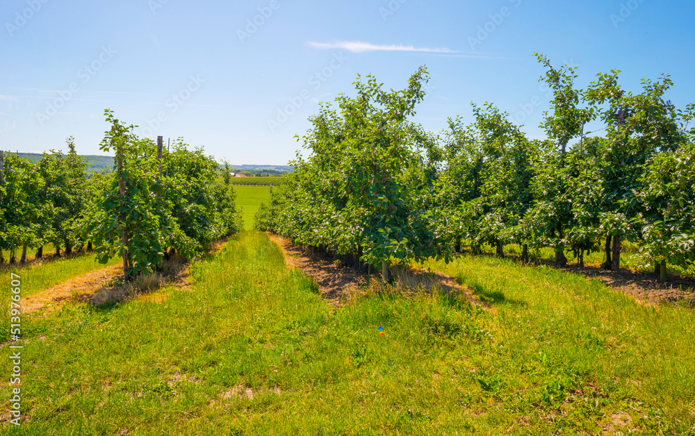 Apple trees in an orchard in a green grassy meadow in bright sunlight in springtime, Voeren, Limburg, Belgium, Voeren, Limburg, Belgium, June, 2022