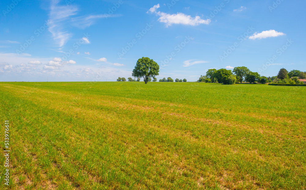 Fields and trees in a green hilly grassy landscape under a blue sky in sunlight in spring, Voeren, Limburg, Belgium, June, 2022