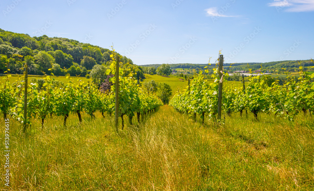 Vines growing in a vineyard on a hill in bright sunlight under a blue sky in springtime, Voeren, Limburg, Belgium, June 12, 2022
