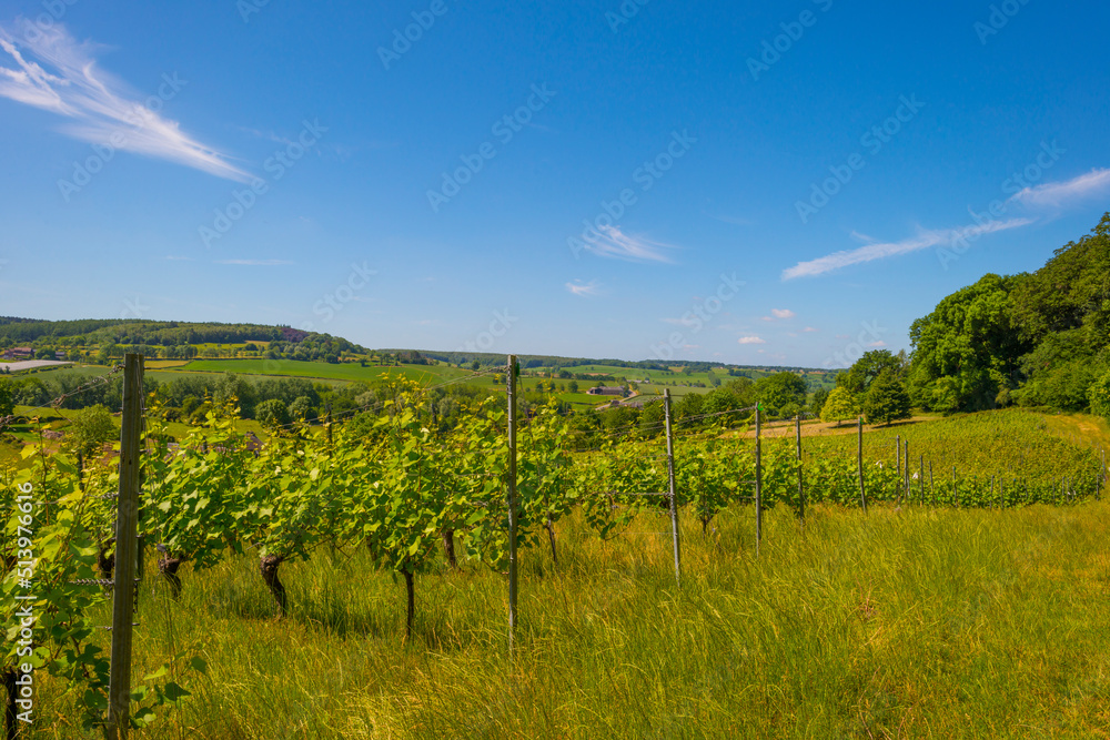 Vines growing in a vineyard on a hill in bright sunlight under a blue sky in springtime, Voeren, Limburg, Belgium, June 12, 2022