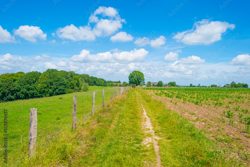 Fields and trees in a green hilly grassy landscape under a blue sky in sunlight in spring, Voeren, Limburg, Belgium, June, 2022