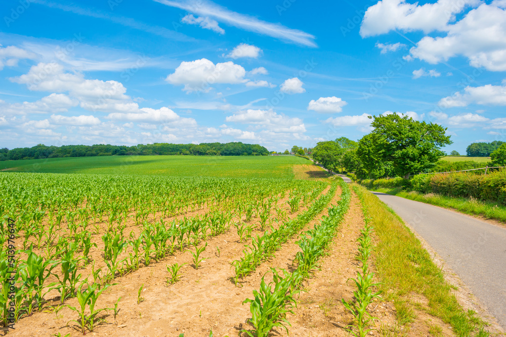 Fields and trees in a green hilly grassy landscape under a blue sky in sunlight in spring, Voeren, Limburg, Belgium, June, 2022