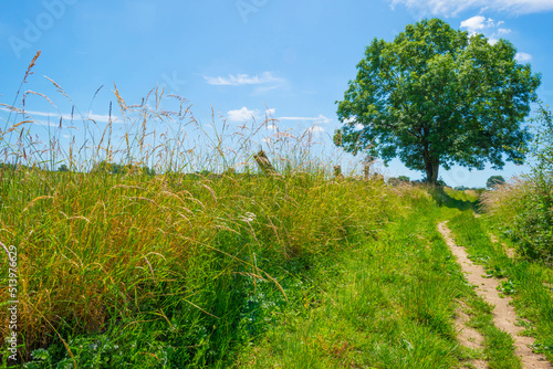 Fields and trees in a green hilly grassy landscape under a blue sky in sunlight in spring, Voeren, Limburg, Belgium, June, 2022