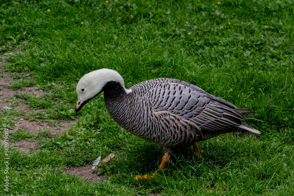 Emperor Goose, Anser canagicus close up Emperor Goose, Anser canagicus close up