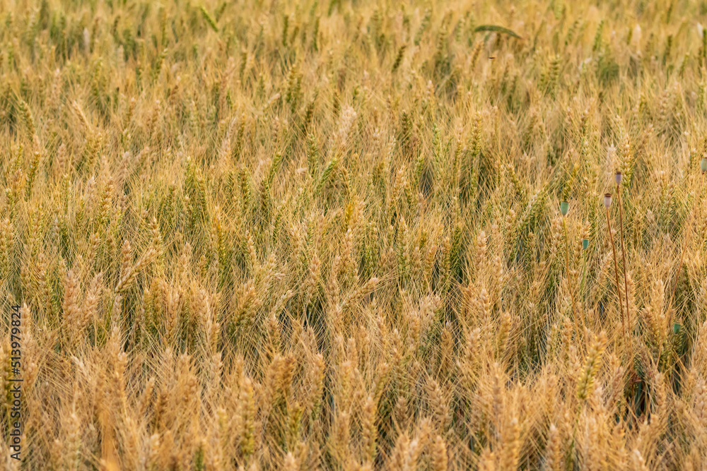 Fototapeta premium Ein Weizenfeld kurz vor der Ernte