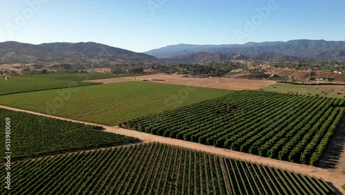 Wallpaper Mural Temecula, California wine country with rows of grapevines in the vineyard - ascending aerial view Torontodigital.ca