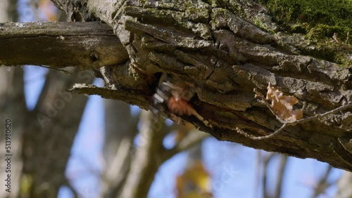 St. Petersburg, Sergievka Park in autumn. A great spotted woodpecker (Dendrocopos major) is hammering a hollow in an oak tree. photo