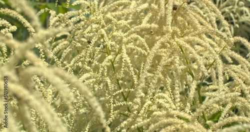 Bienen an der Bienenweide ein Geißbart