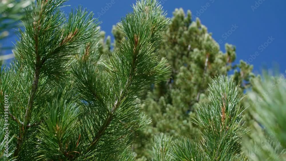 Pine branches Pine branches