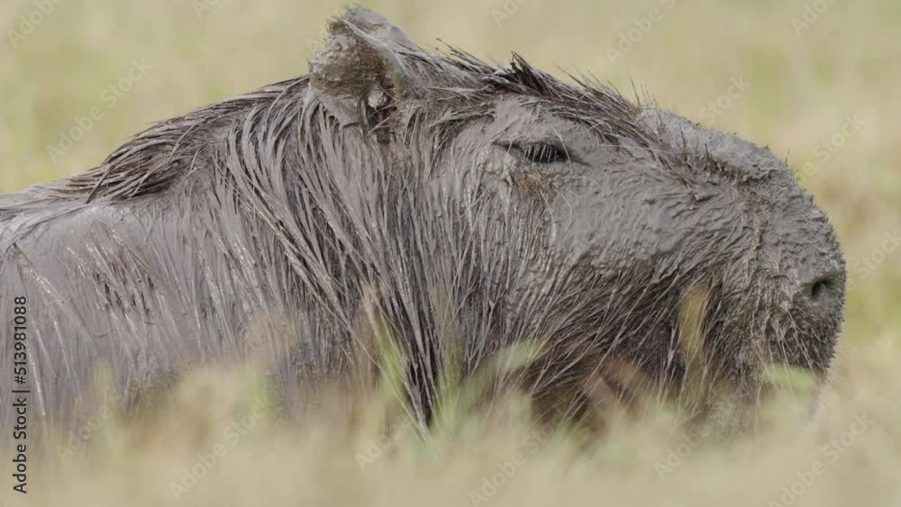 Close Up View of Muddy Calm Hydrochoerus in Nature, South America Hairy Wild Rodent Species Animal Breathing Calmly and Looking Around Close Up View of Muddy Calm Hydrochoerus in Nature, South America Hairy Wild Rodent Species Animal Breathing Calmly and Looking Around