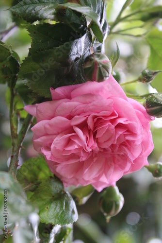 Rosa Rosen in Nahaufnahme. Foto der Königin der Blumen.
Ein buschiger Baum mit rosa Blüten. Rosenknospen sind von grünen Blättern umgeben. Die natürliche Umgebung ist im Hintergrund des Bildes. Garten photo