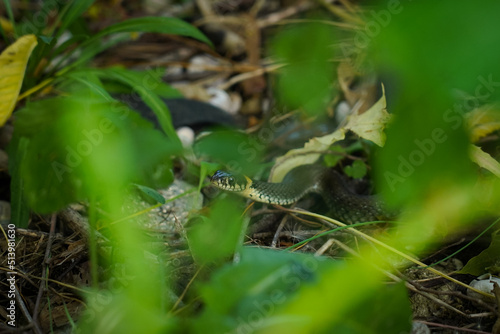 Grass snake in the forest. 