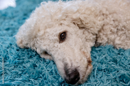 Hund, weißer Pudel liegt zuhause auf einem Flokati Teppich