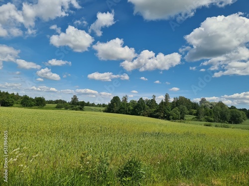 rye field and blue sky with clouds