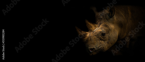 Wallpaper rhinocero on the black background © denisapro