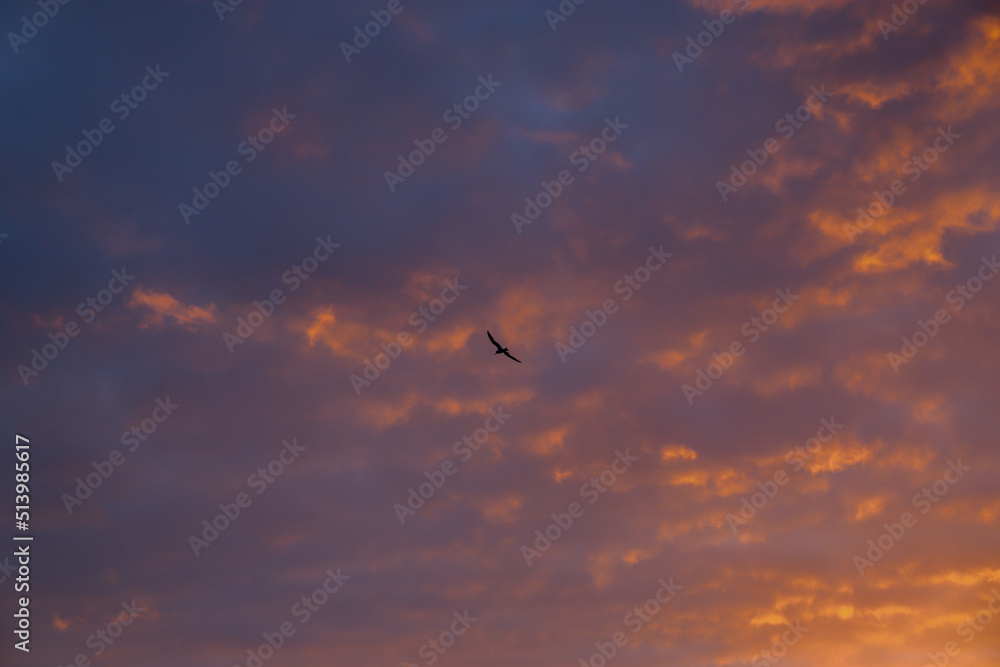Fototapeta premium Gull at Sunset