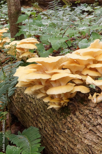 Edible golden oyster mushroom (Pleurotus citrinopileatus) growing on a fallen tree trunk in a woodland photo