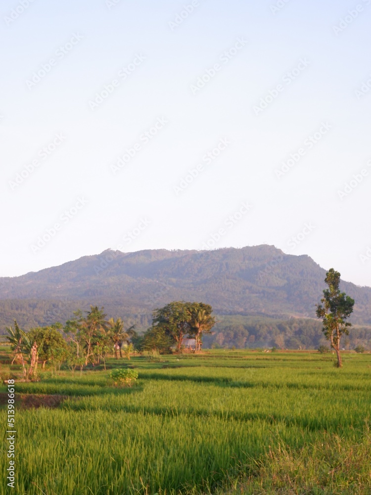 landscape with trees, oriza sativa plant or rice field or green plant or tanaman padi di sawah milik petani indonesia