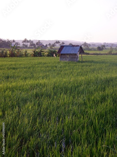 rice field, farm house and rice field look imaging. or gubug tempat istirahat petani di tengah sawah yang hijau
