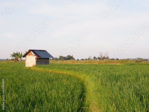 house in the field, farm house and rice field look imaging. or gubug tempat istirahat petani di tengah sawah yang hijau
