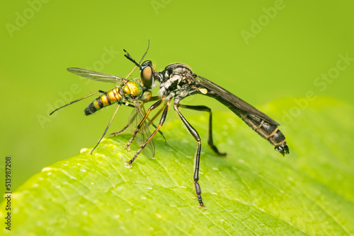 Robber fy and its prey on a green leaf and blurred background