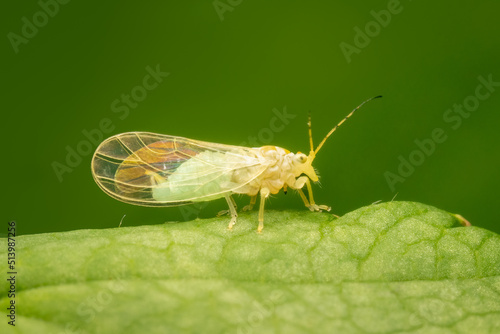 Very small cacopsylla on a green leaf with blurred background