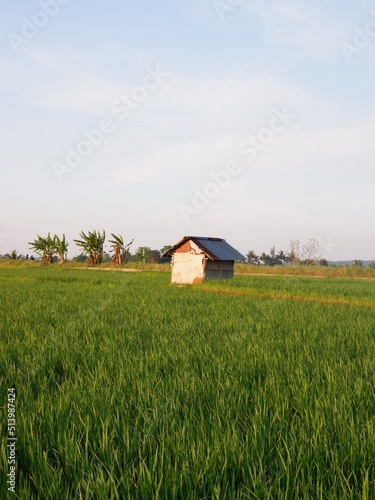 landscape with house, farm house and rice field look imaging. or gubug tempat istirahat petani di tengah sawah yang hijau